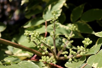 Aralia elata 'Aureovariegata' - arálie štíhlá - květ pupen